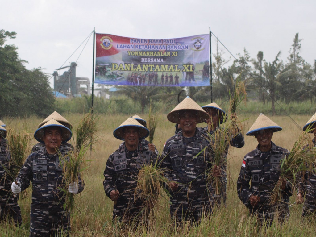 Panen raya padi inpari 36 di lahan milik Batalyon  Yonmarhanlan XI Merauke